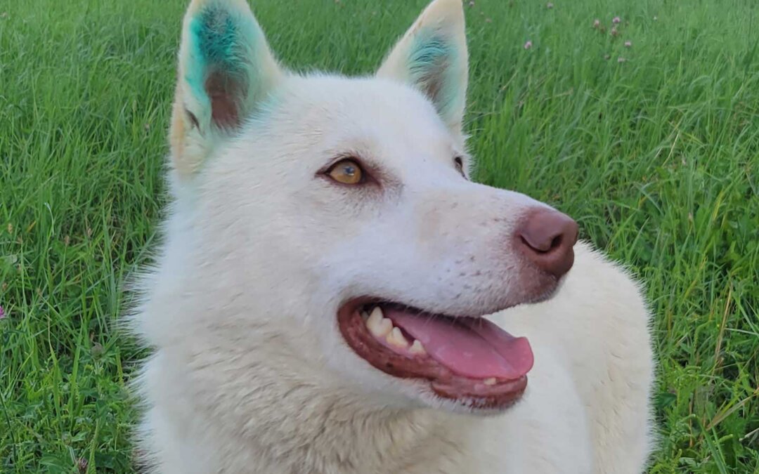 Une chienne sauvée d’une communauté nordique reçoit l’intervention chirurgicale dont elle avait besoin