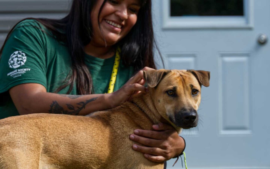 45 chiens sauvés du commerce de viande canine arrivent dans notre center de réhabilitation