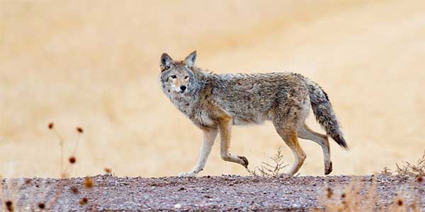 Photo d’un coyote traversant un champ