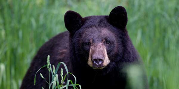 Photo d’un ours noir dans un champ d’herbes hautes