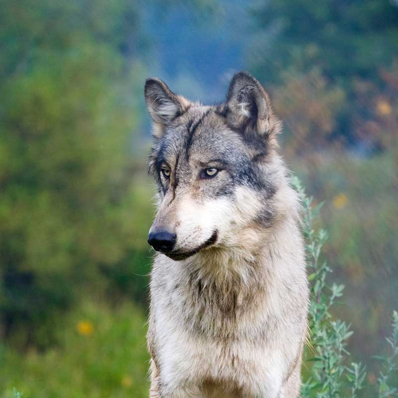Photo d’un loup dans la forêt