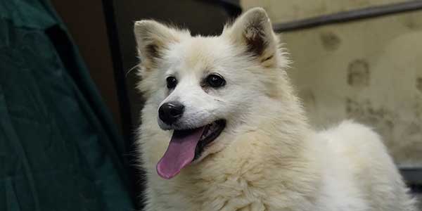 Photo d’un petit chien blanc qui sourit