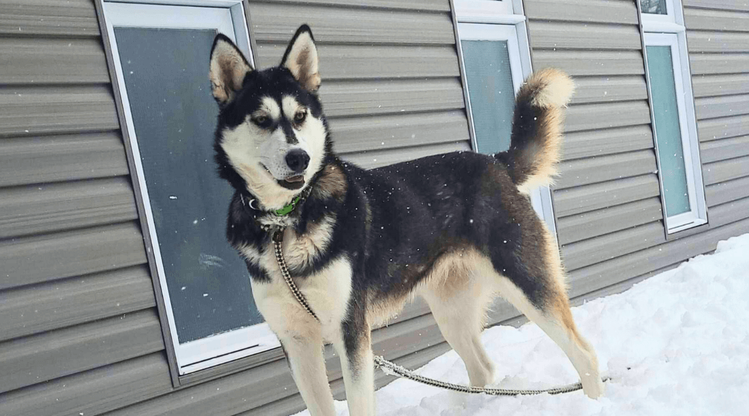 A gray and white husky stands in front of a building on a winter day. She is wearing a blue collar and a leash.