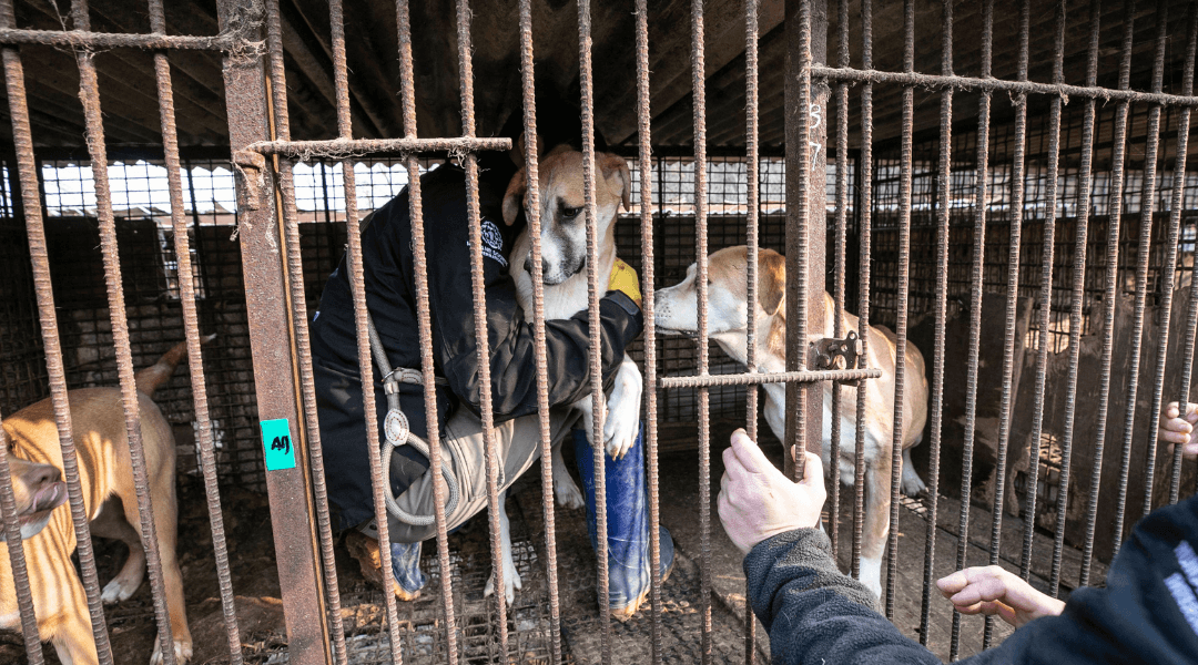 Dogs are saved from a dog meat farm in South Korea before being transported to our care and rehabilitation centre.