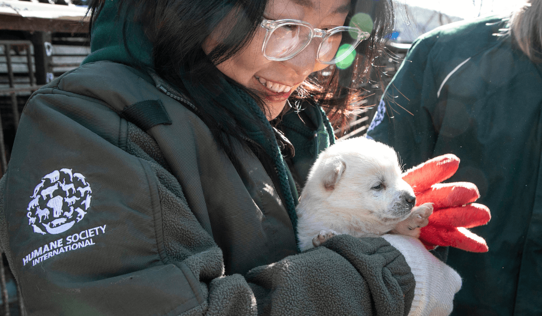 A woman from Humane Society International holds a white puppy, rescued from the dog meat trade.