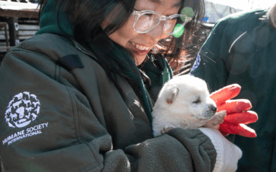 La Corée du Sud interdit l’industrie de la viande de chien lors d’un vote historique